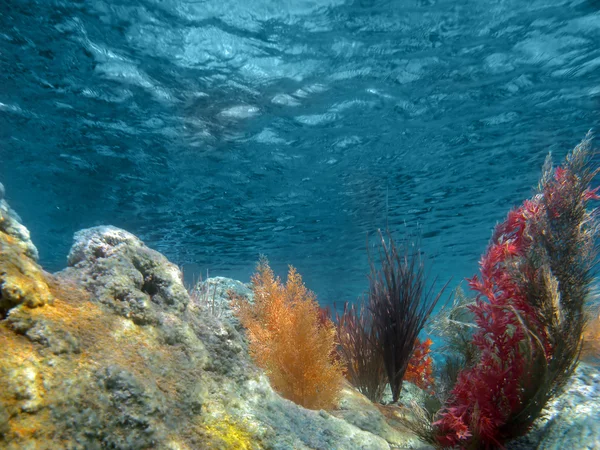 Underwater View of the Ocean With Plants