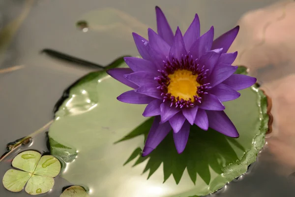 Beautiful Purple Lotus on Lilly Pad