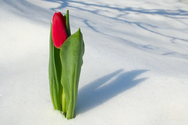 Tulip Snow