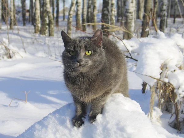 Russian Blue cat — Stock Photo #2163340