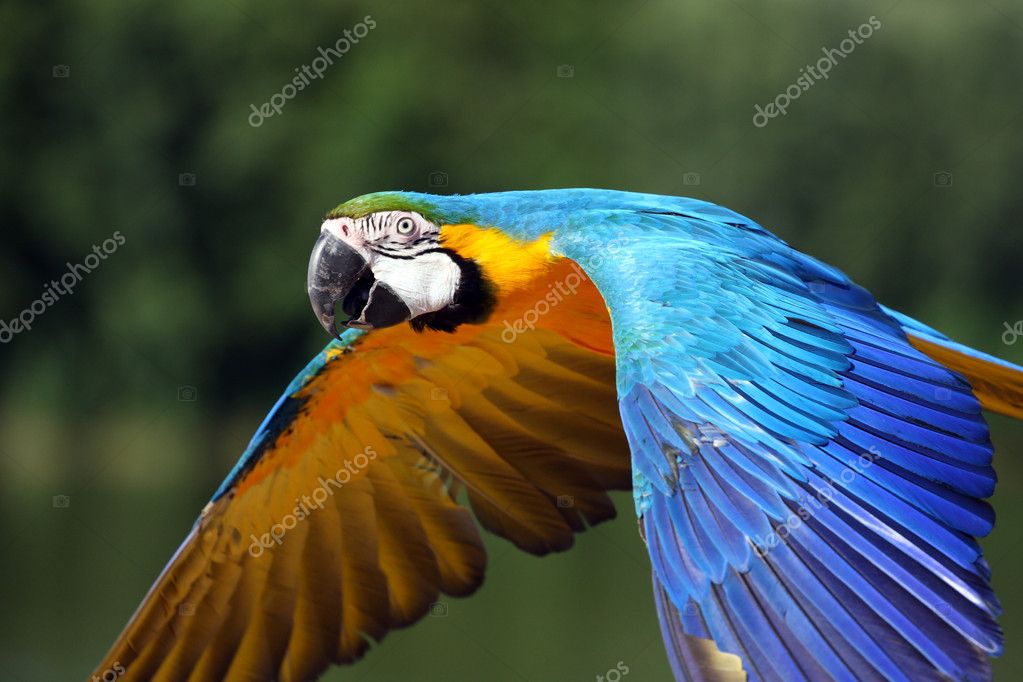 Macaw Parrot Flying