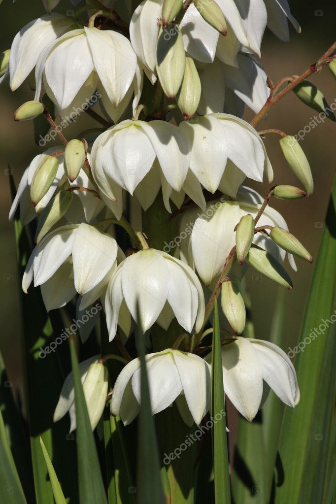 yucca plant uses