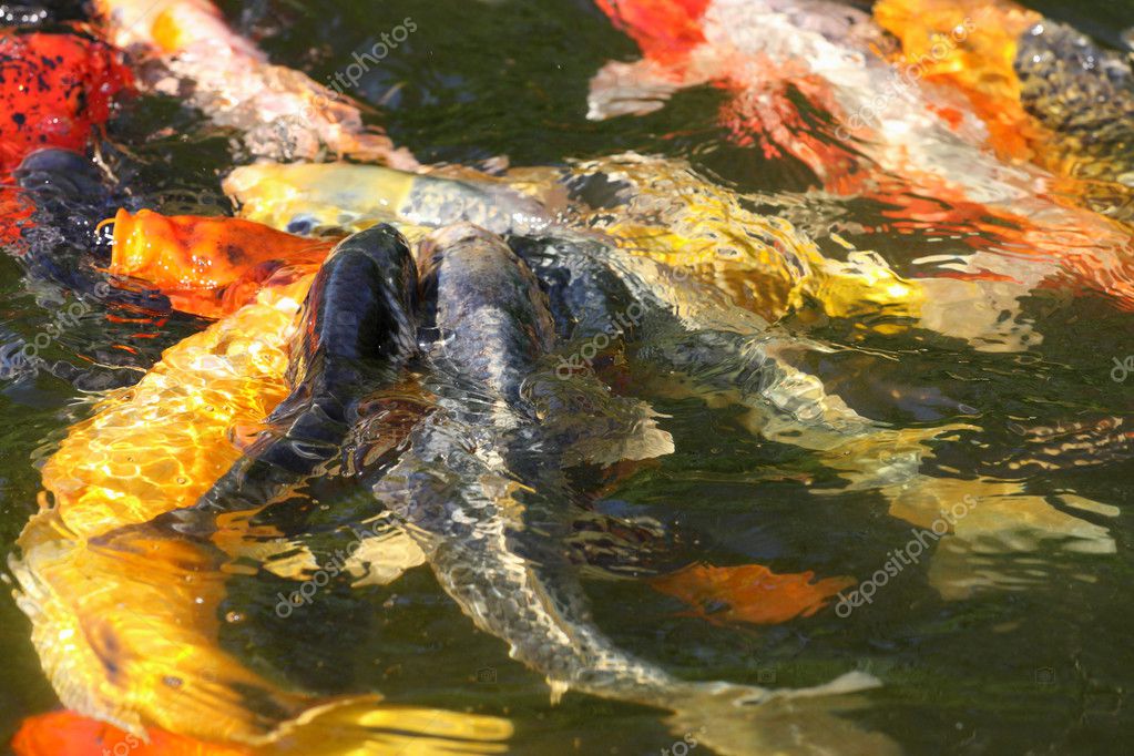 Koi Carps