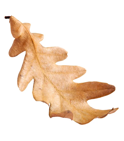 oak leaf autumn