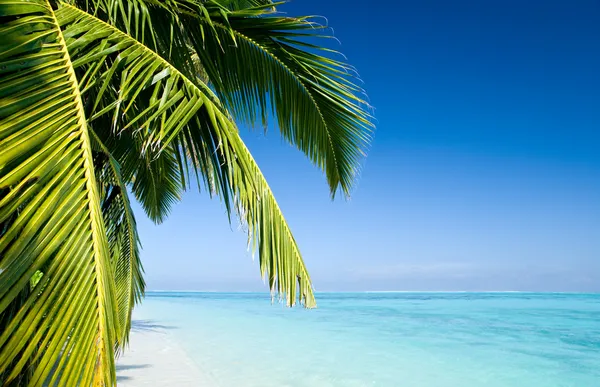 Palm tree leafs on a tropical beach