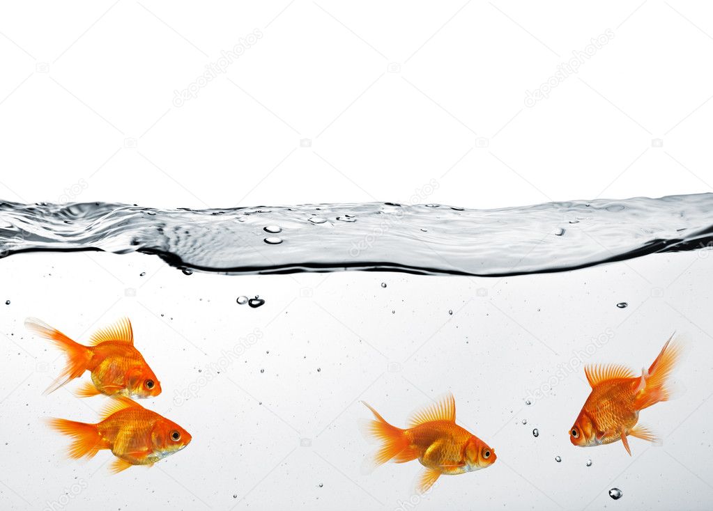 Group Of Goldfish