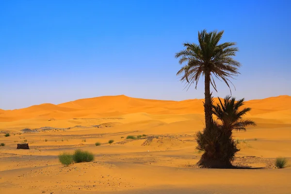 Palm tree on Sahara desert