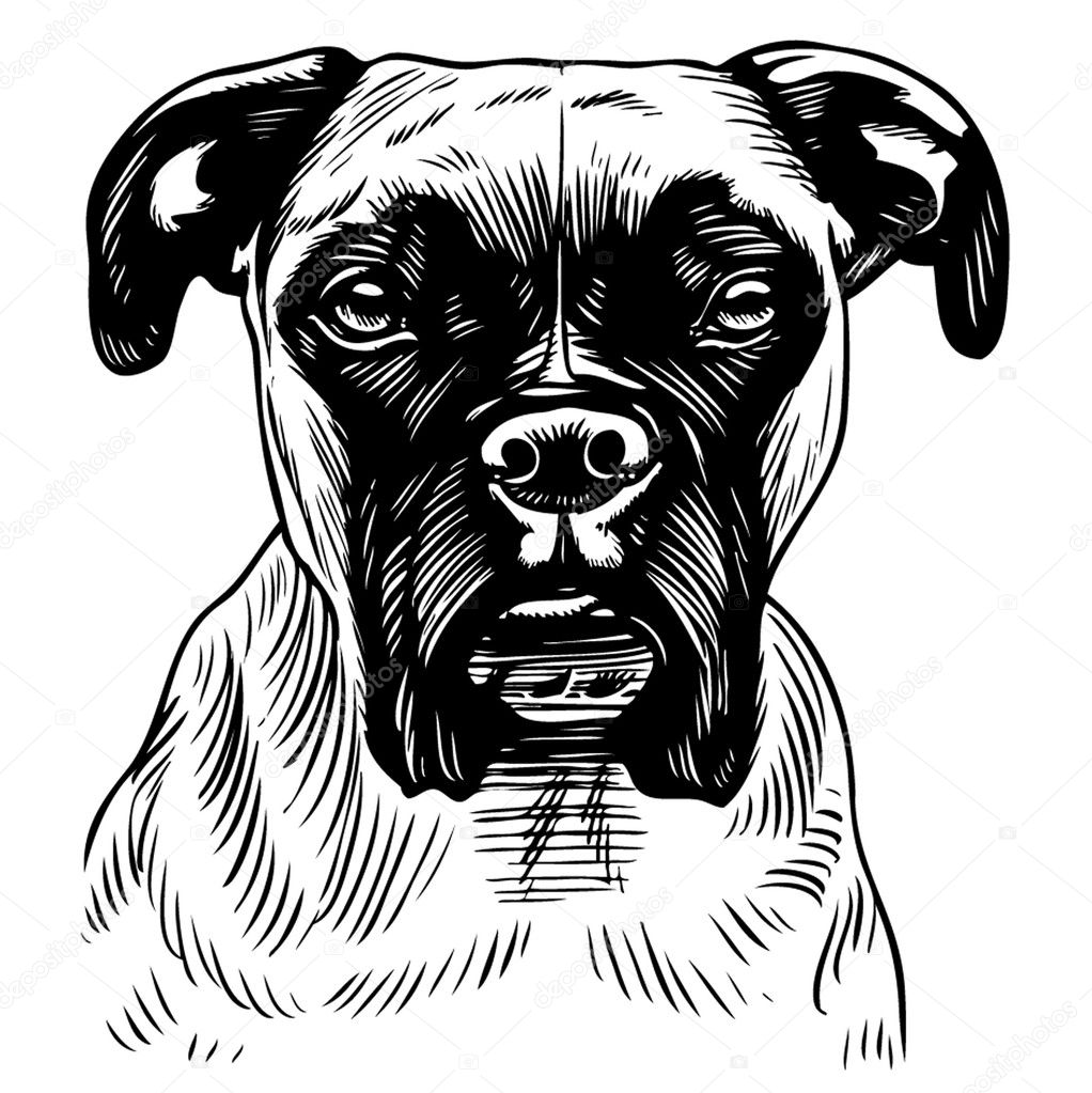 Boxer Dog Illustration