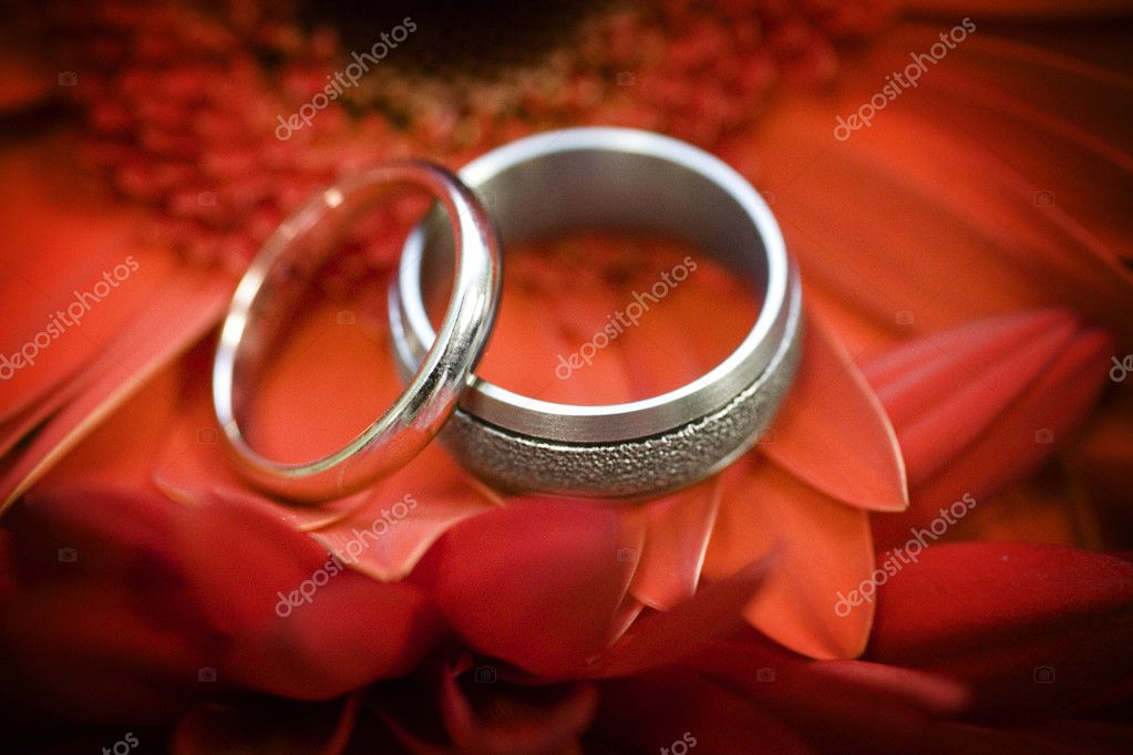 A set of wedding bands resting atop a red gerbera daisy