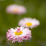 Field+of+daisies+background