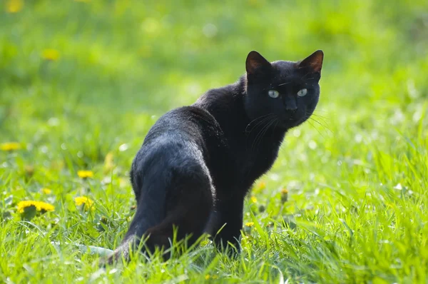 A black cat looking back on green field
