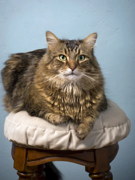 maine coon cat — Stock Photo #2436721