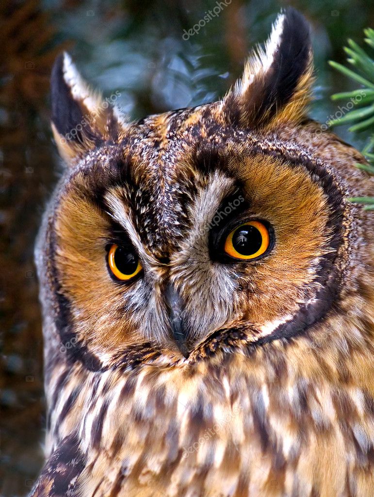 Owls With Ears