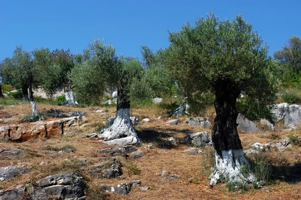 Land cultivated with olive trees