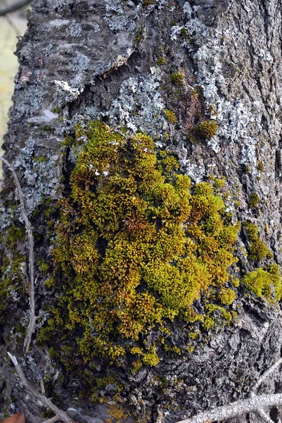 moss on a tree 图库照片 08 pavle marjanovic#2416625