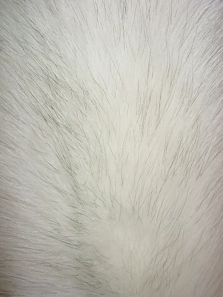 White fox fur