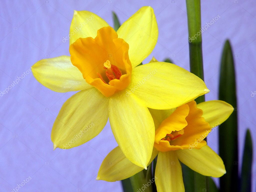 Narcissus Flower Images