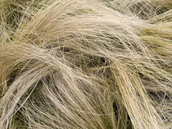 Hair grass