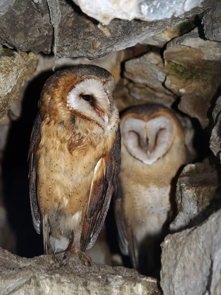 Two barn owl in a rocky cave