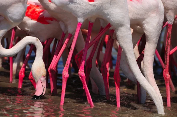 Legs necks and single head of flamingoes