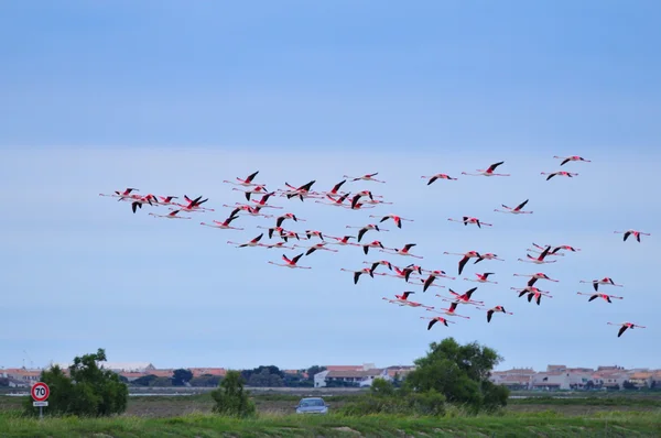 Flock of greater flamingoes in flight