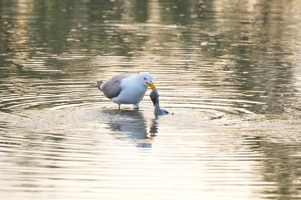 Seagull picking a dead bird from water