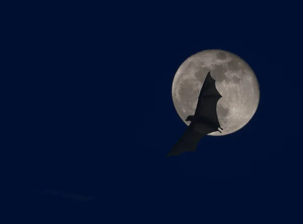 Large bat flying over the full moon