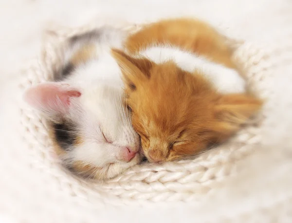 Two sleeping kittens