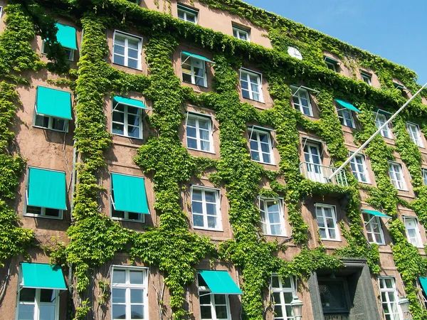 Ivy covered building 02