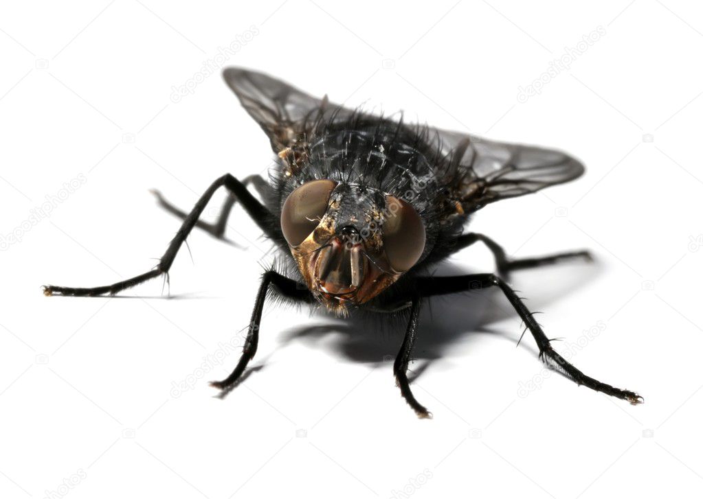Что ест муха в домашних условиях