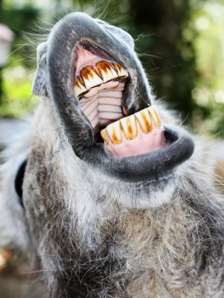 Donkey with mouth open