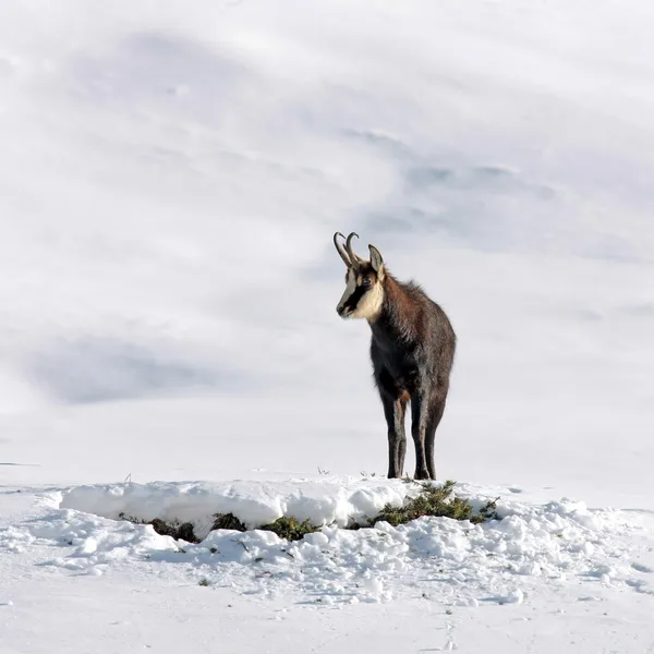 Chamois buck in the snow
