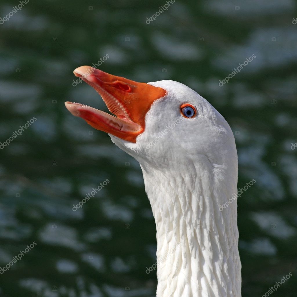 White Goose