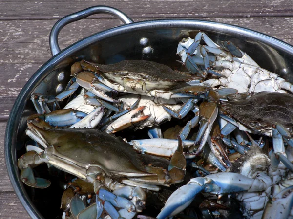 Blue crabs from the Chesapeake Bay of Maryland cooking in a pot outdoors