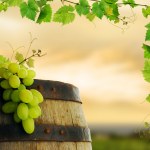 Wine barrel, grapes and grapevine