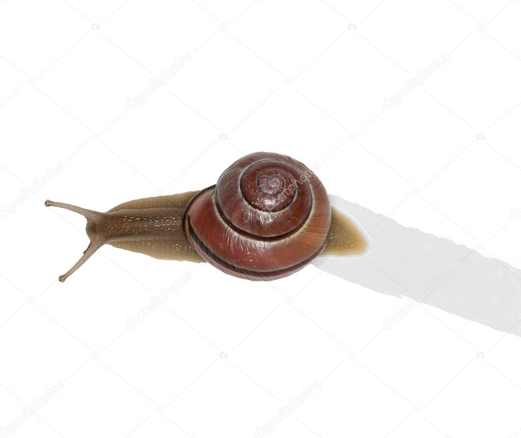 A snail leaves a trail of slime — Stock Photo © dleindecdp 2262805