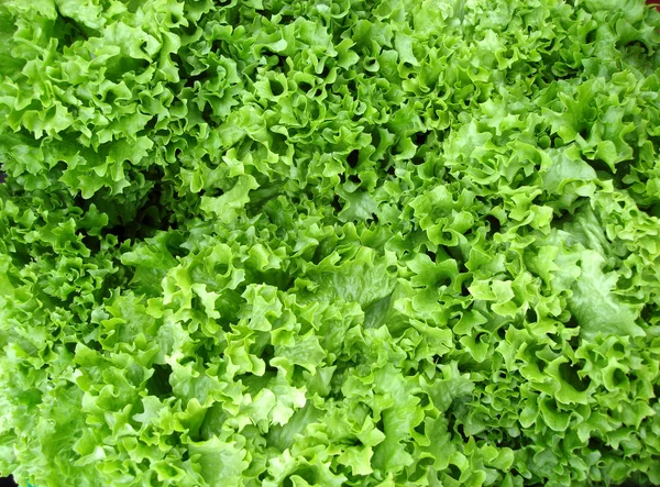 Lettuce background