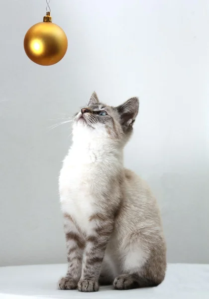 Cat and gold christmas ball