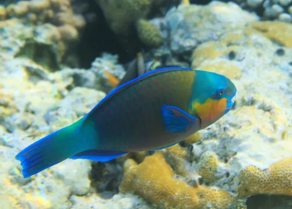 Buttlehead parrotfish