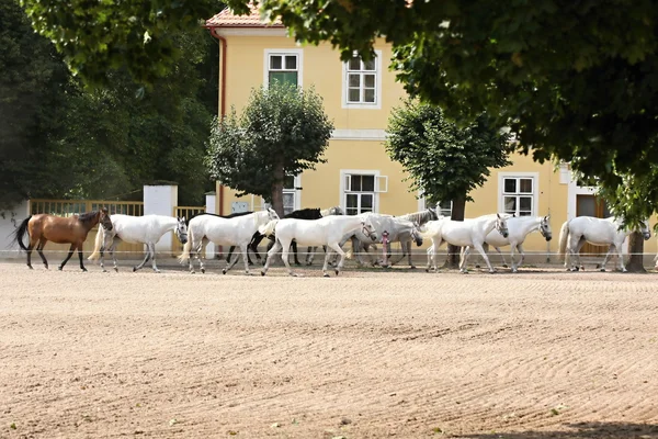 Herd of horses, Oldkladruby horse