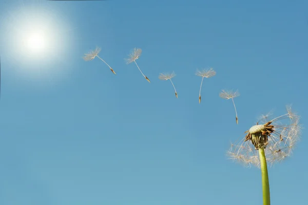 Dandelion seeds flying to sun