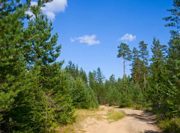 Sandy road in pine tree forest