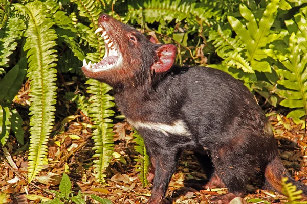 tasmanian devil vector