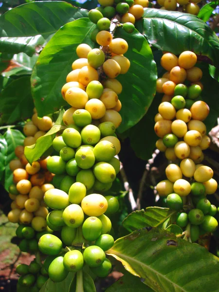 Coffee Plant showing Coffee Berries