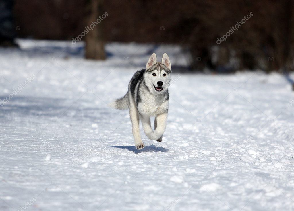 Siberian Husky Running