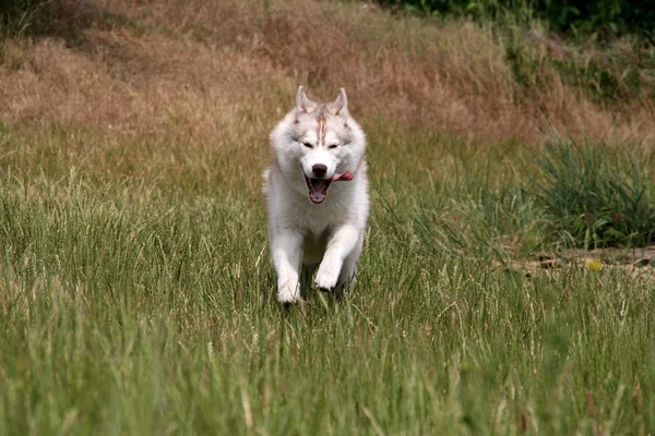 Siberian husky running on a grass