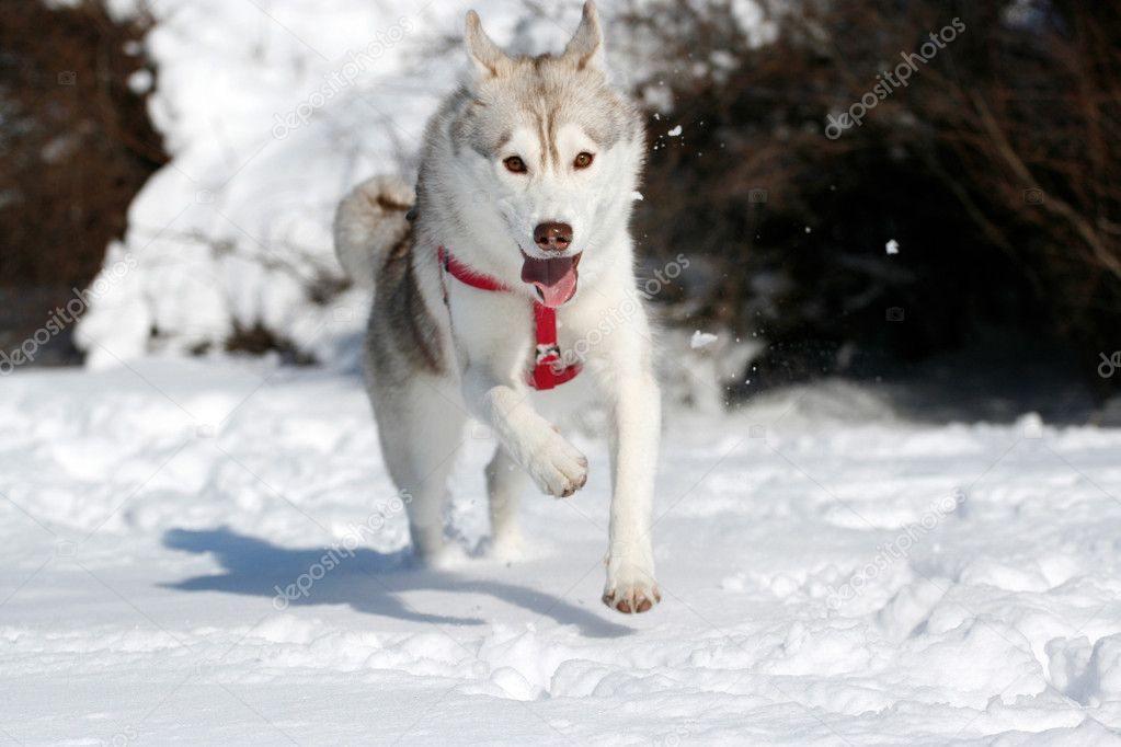 Siberian husky running in snow depositphotos 2300864 Siberian husky running in snow Aussie Surf Lifesavers In Trunks. by Marc on December 15, 2010