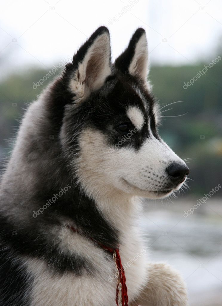 Husky Siberian Puppy