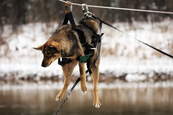 Dog tied to the rope crossing the river
