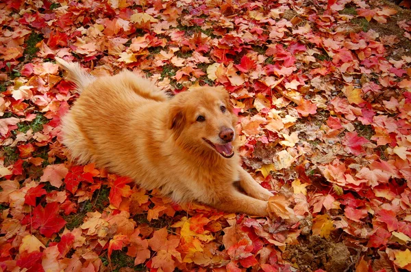 Smiling Dog in Autumn Leaves